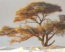 There is a diversity in the plant species found in the Air Mountains as compare to the surrounding area. Some of the plants can only survive in the Ai